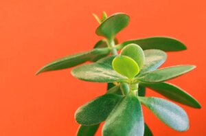 L’albero di Giada si può tenere in casa? Ecco la risposta